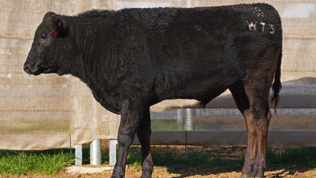 BISHOP WAGYU W73