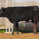 BISHOP WAGYU W73