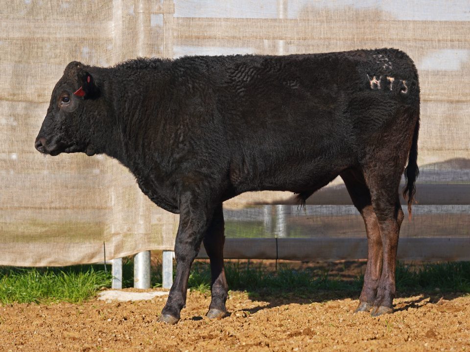 BISHOP WAGYU W73