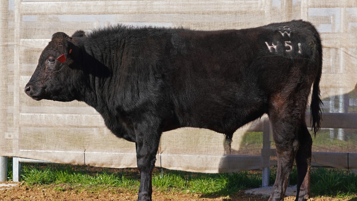 BISHOP WAGYU W51