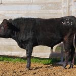 BISHOP WAGYU W51