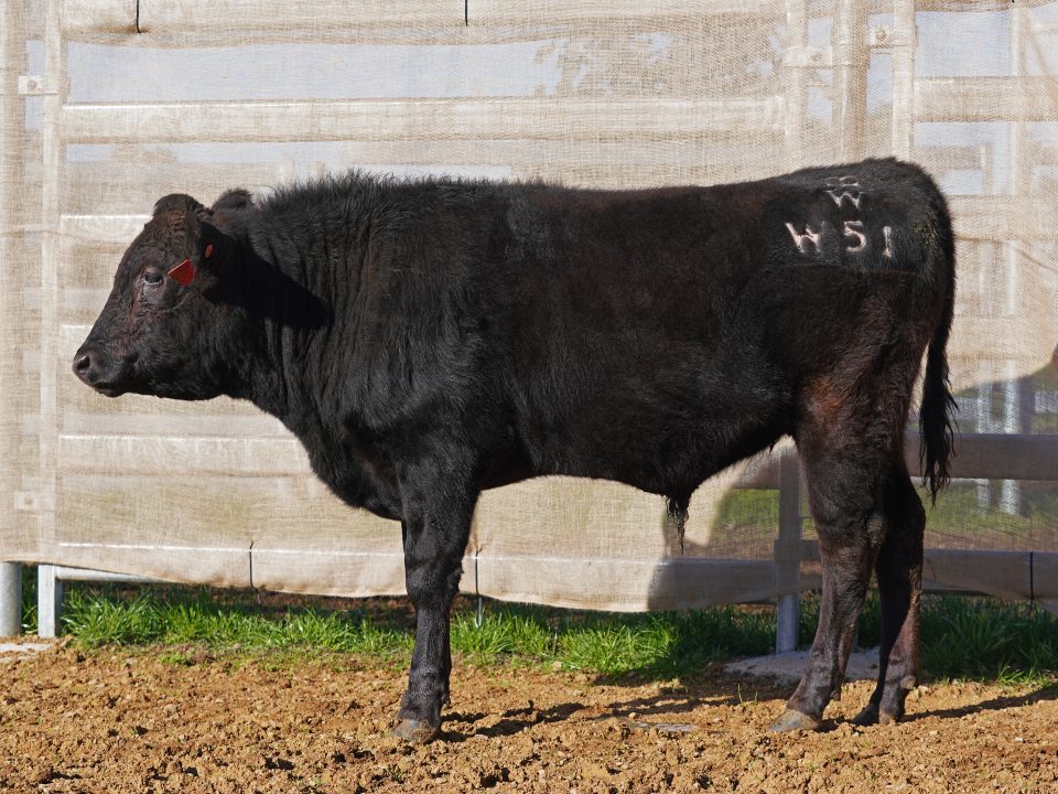 BISHOP WAGYU W51