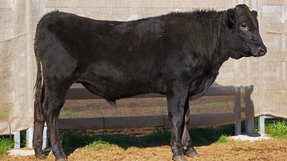 BISHOP WAGYU W48