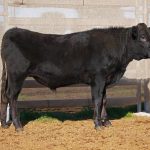 BISHOP WAGYU W48