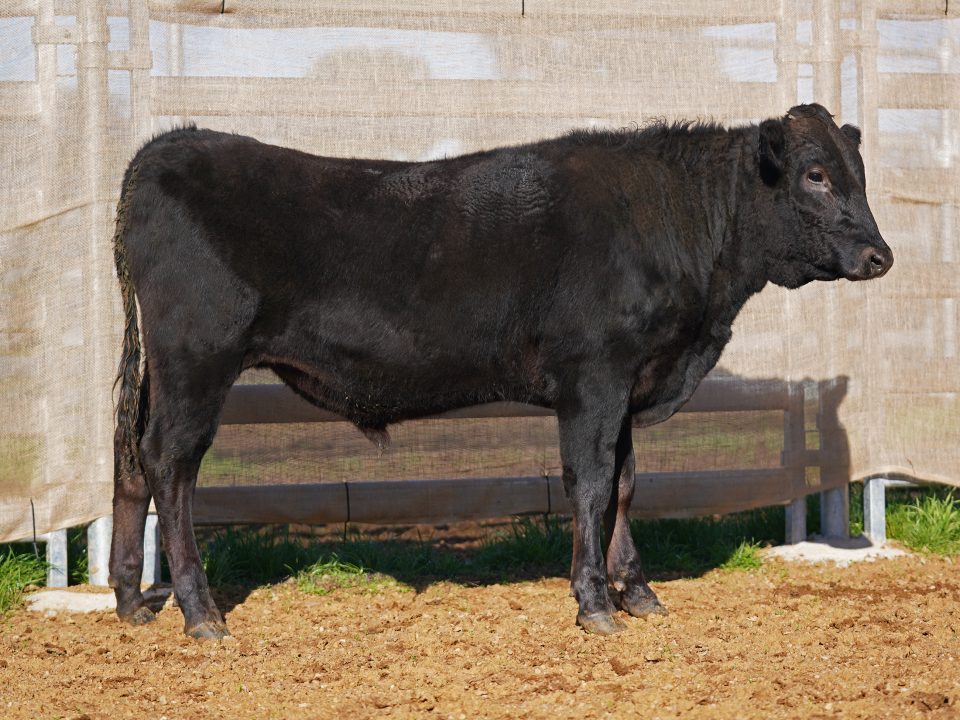 BISHOP WAGYU W48