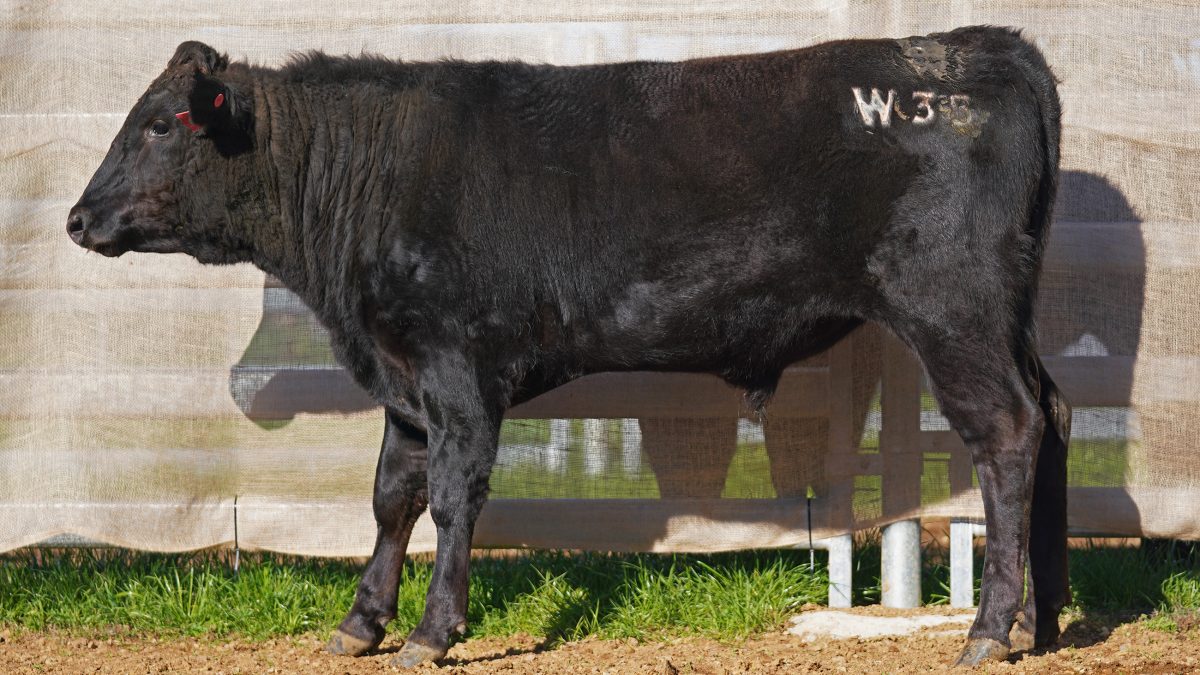 BISHOP WAGYU W35