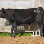 BISHOP WAGYU W35