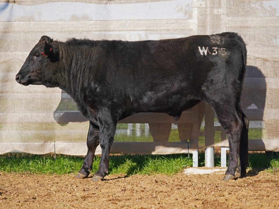 BISHOP WAGYU W35
