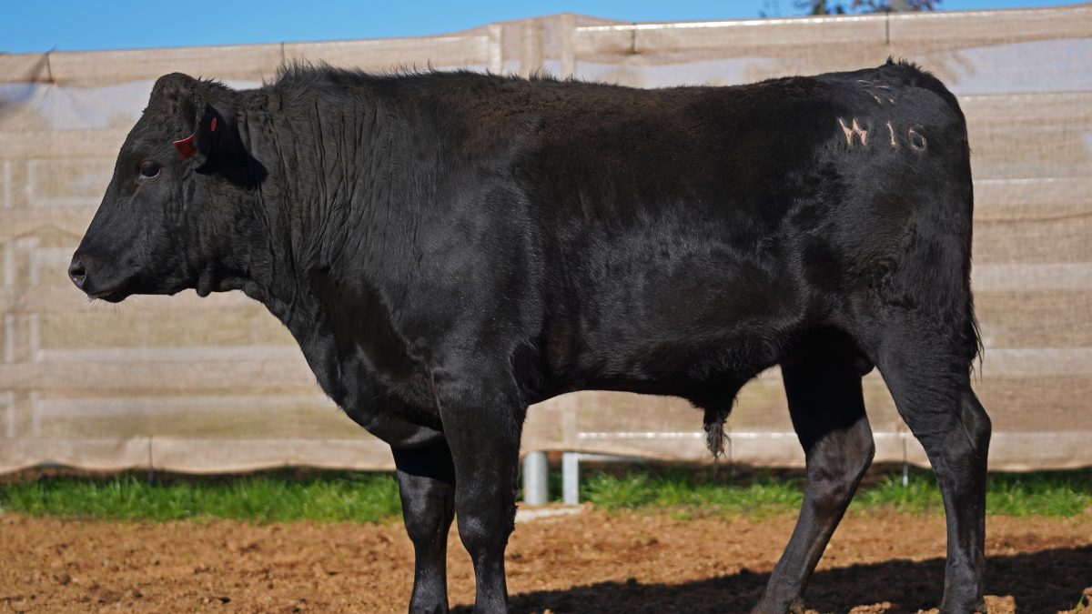 BISHOP WAGYU W16