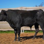 BISHOP WAGYU W16