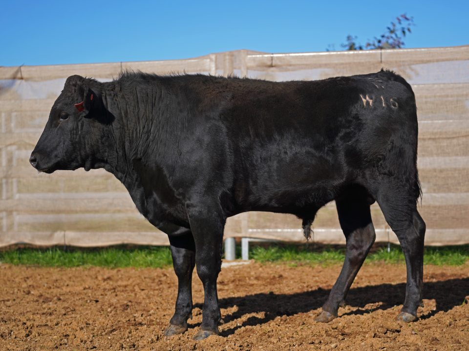 BISHOP WAGYU W16