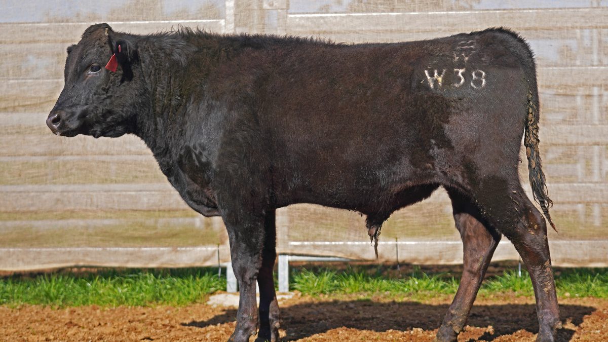 BISHOP WAGYU W38