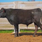 BISHOP WAGYU W38