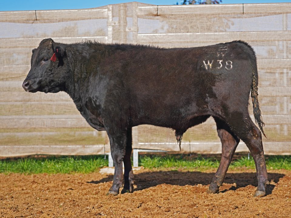 BISHOP WAGYU W38