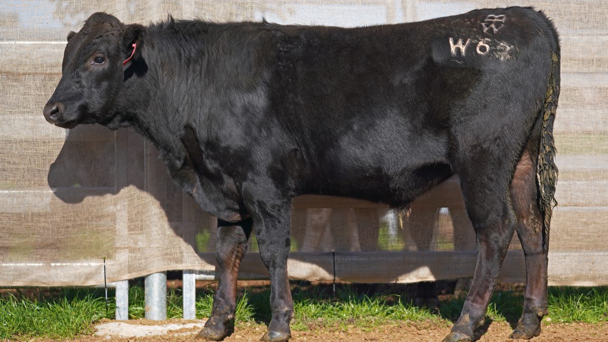 BISHOP WAGYU W67