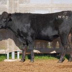 BISHOP WAGYU W67