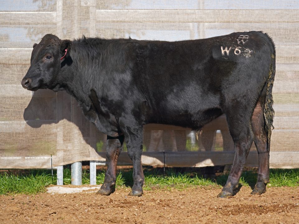 BISHOP WAGYU W67