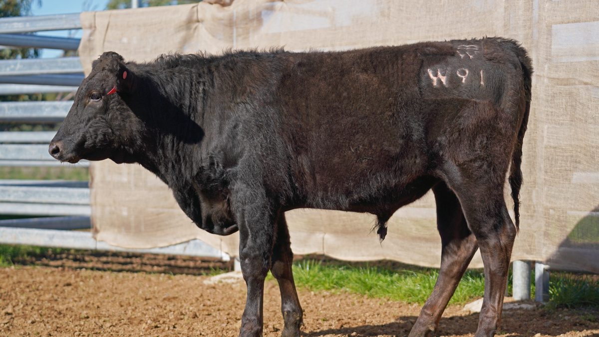 BISHOP WAGYU W91
