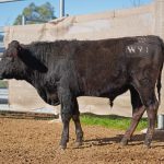 BISHOP WAGYU W91