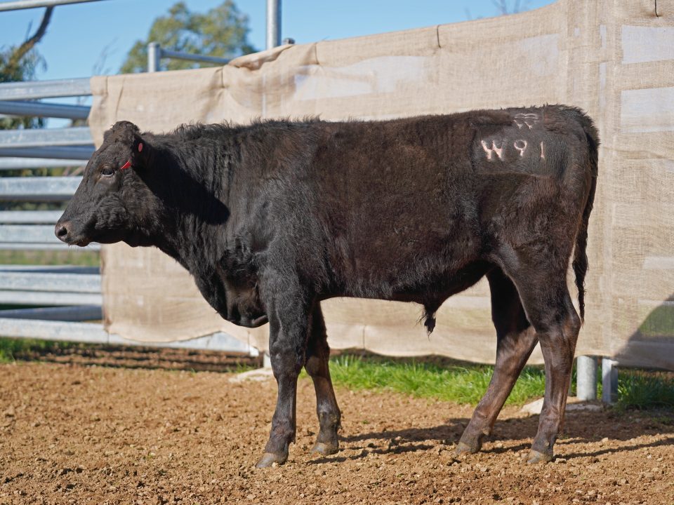 BISHOP WAGYU W91