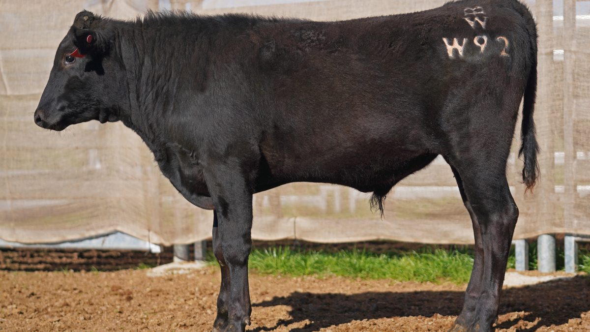 BISHOP WAGYU W92