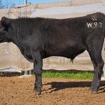 BISHOP WAGYU W92