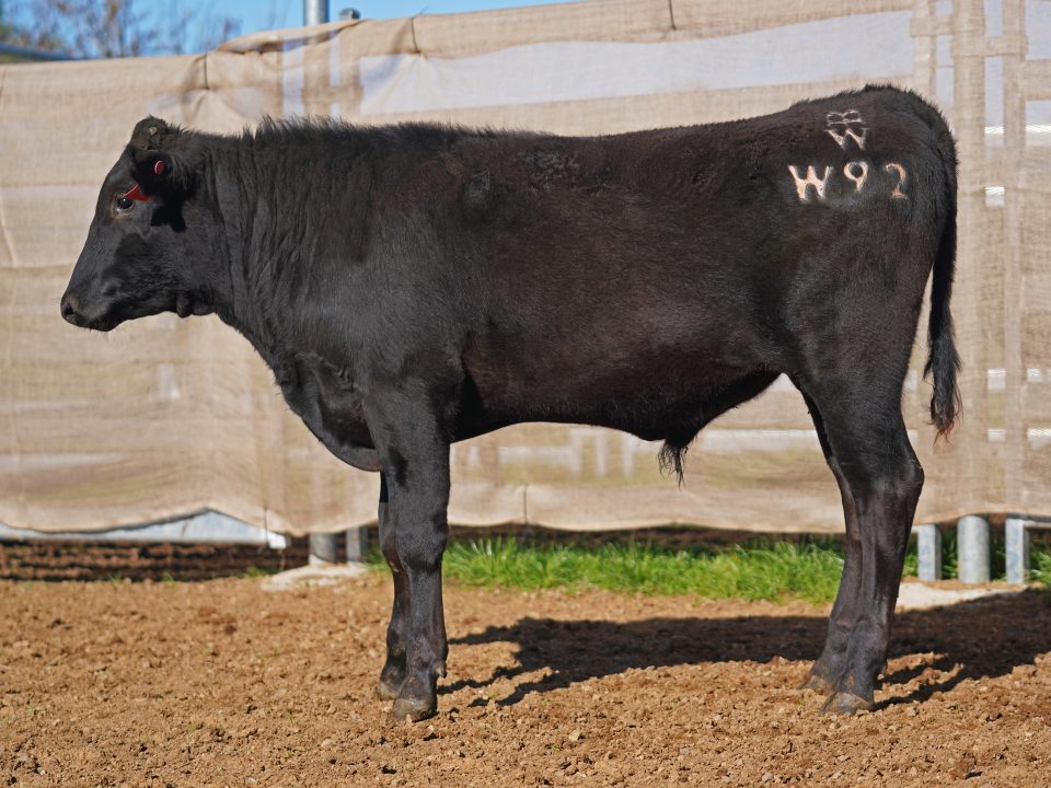 BISHOP WAGYU W92
