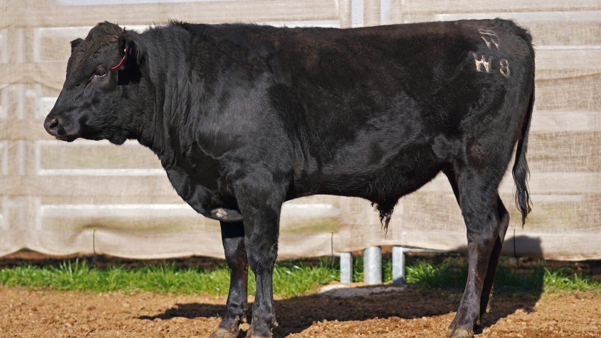 BISHOP WAGYU W8