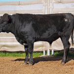 BISHOP WAGYU W8