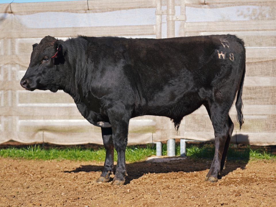 BISHOP WAGYU W8