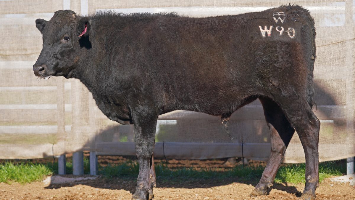 BISHOP WAGYU W90