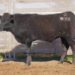 BISHOP WAGYU W90
