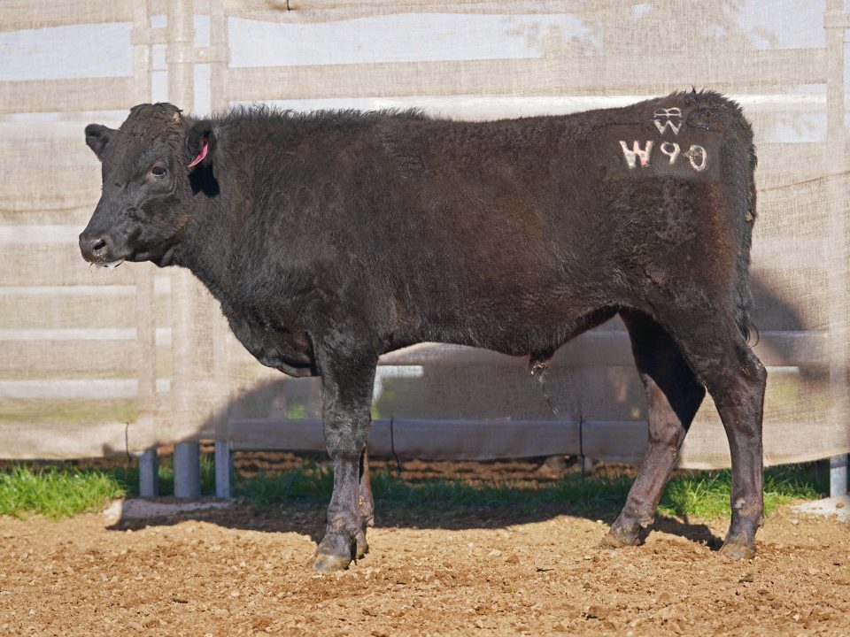 BISHOP WAGYU W90