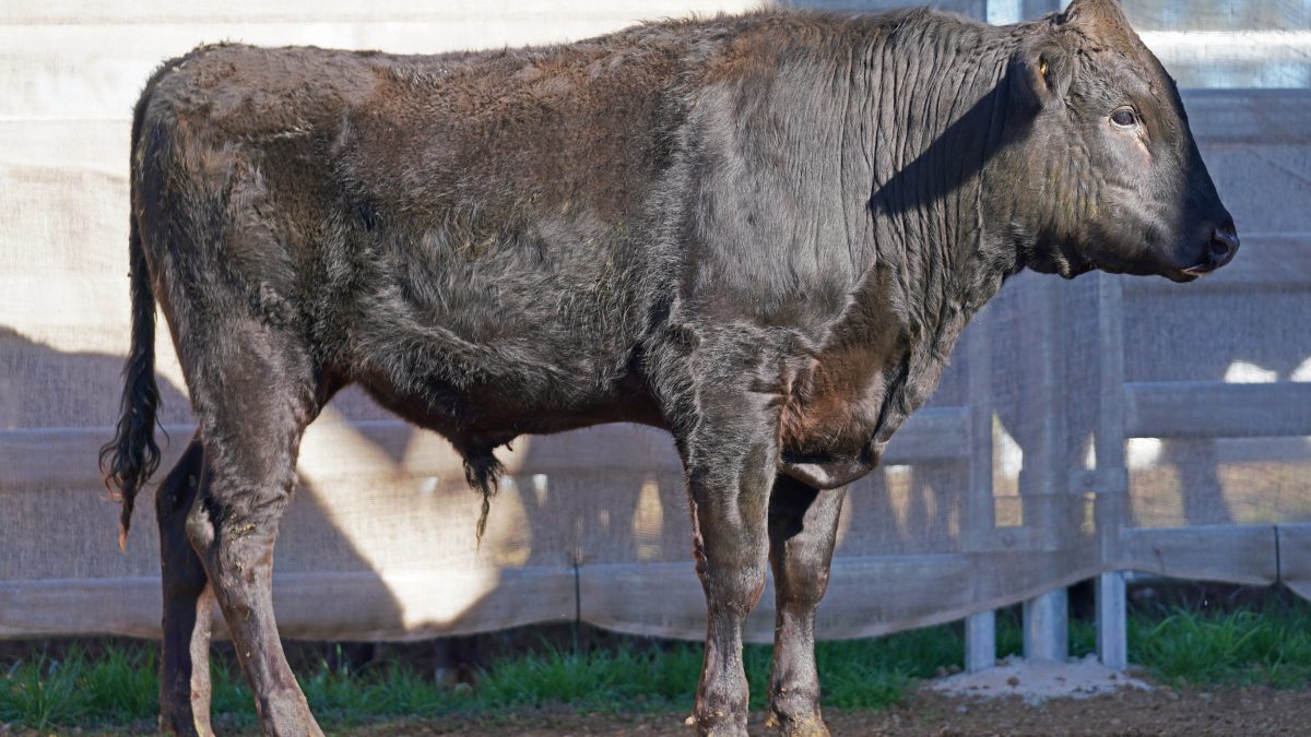 BISHOP WAGYU W25