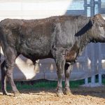 BISHOP WAGYU W25
