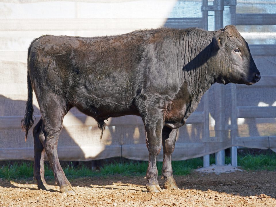 BISHOP WAGYU W25