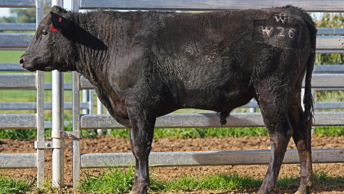 BISHOP WAGYU W26