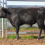BISHOP WAGYU W26