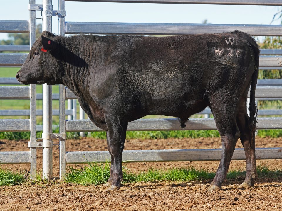 BISHOP WAGYU W26