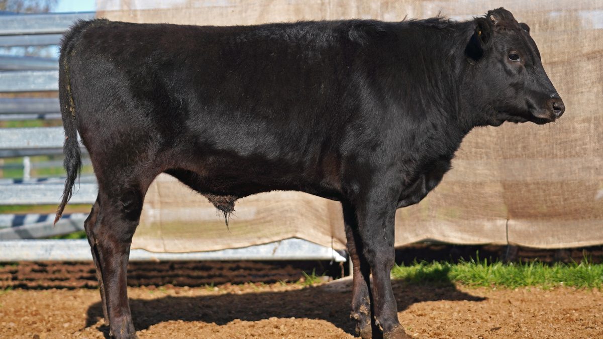 BISHOP WAGYU W77