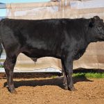 BISHOP WAGYU W77