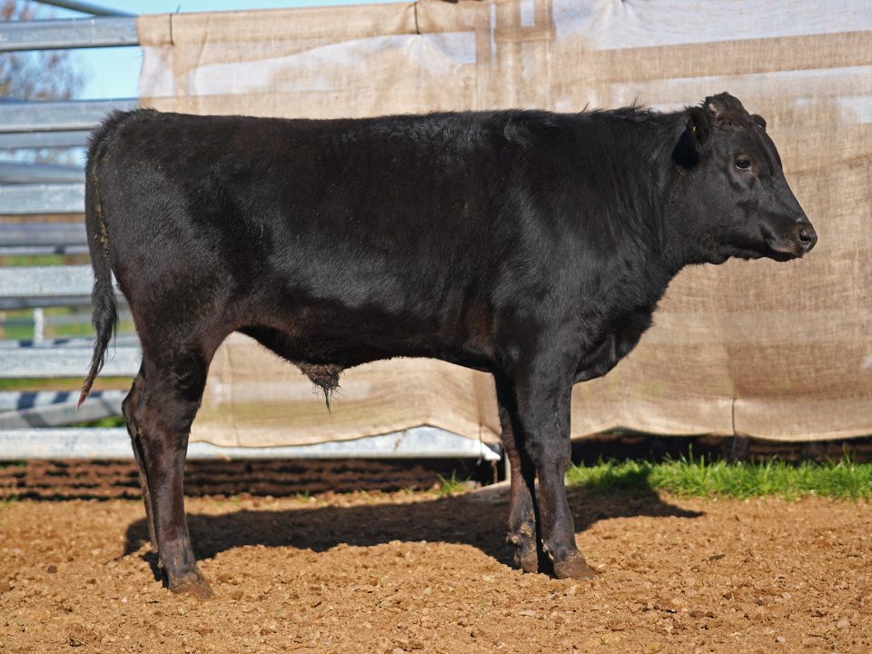 BISHOP WAGYU W77